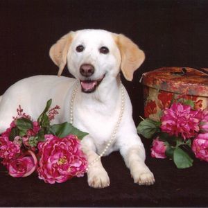 Meet your Posher, Pam